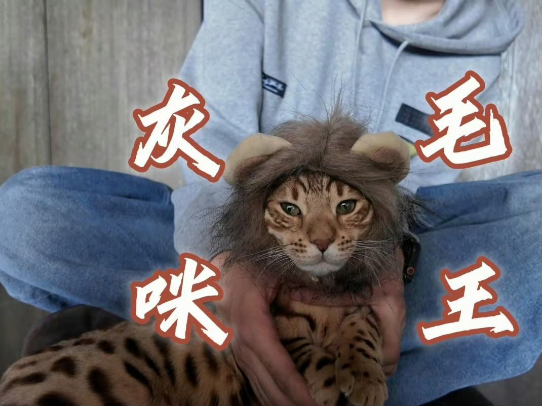 梓渝给小猫当造型师大鱼你也要当辛巴嘛 