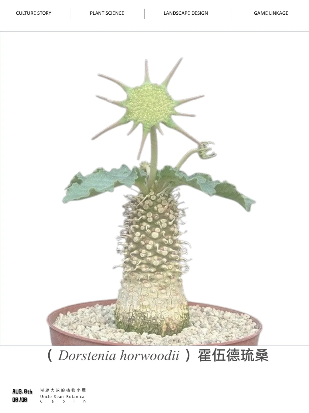 好想拥抱，植物大战僵尸里小太阳花的具象化
