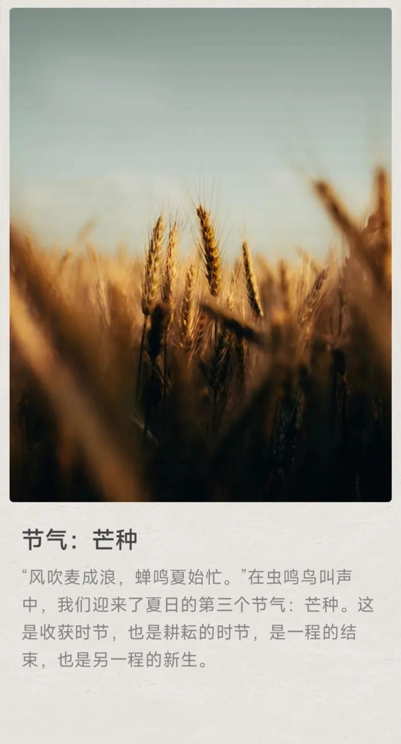 “风吹麦成浪，蝉鸣夏始忙。”在虫鸣鸟叫声中，我们迎来了夏日的第三个节气：芒种。这