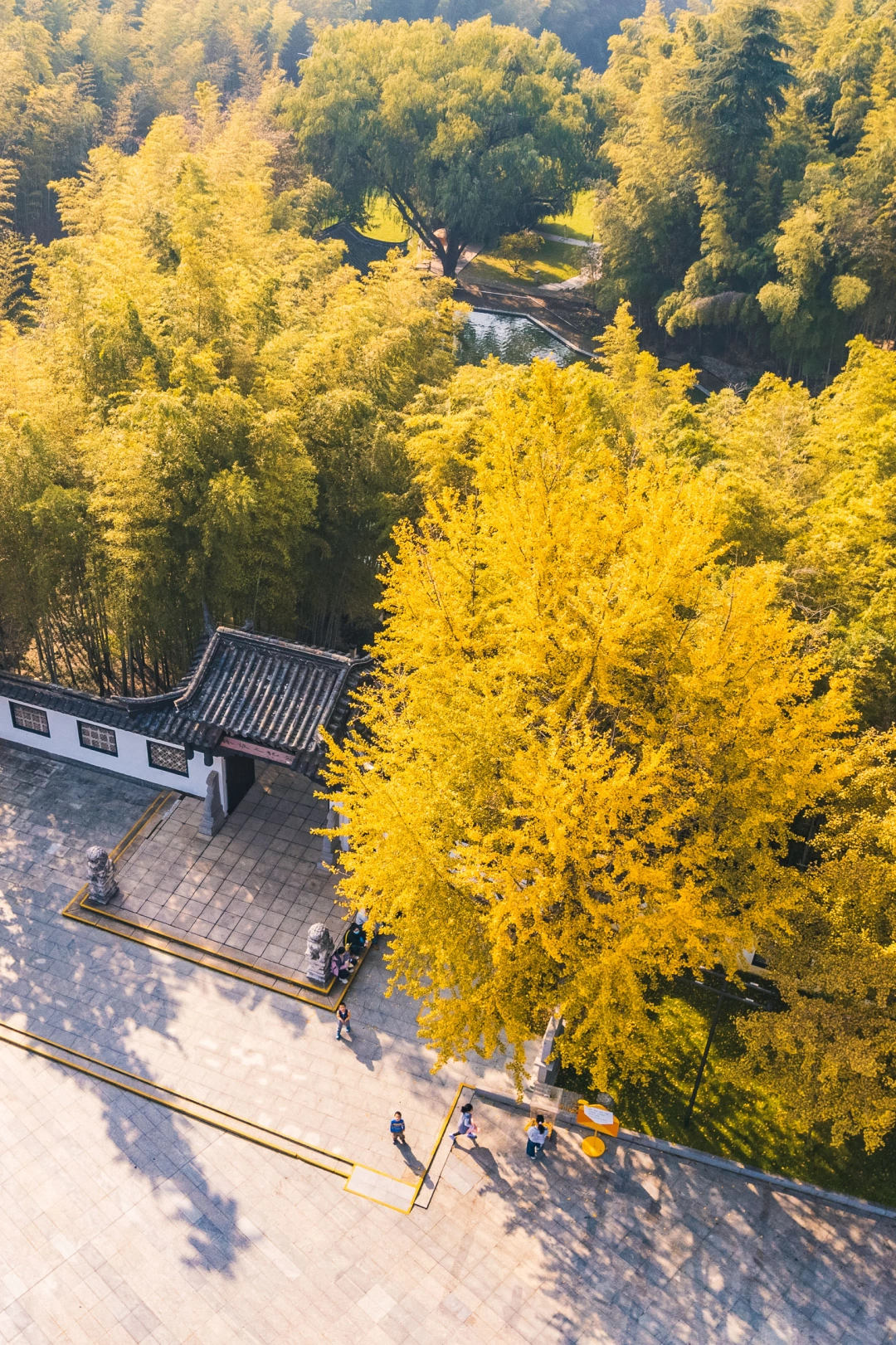 为了这颗银杏树，专门去了趟求雨山