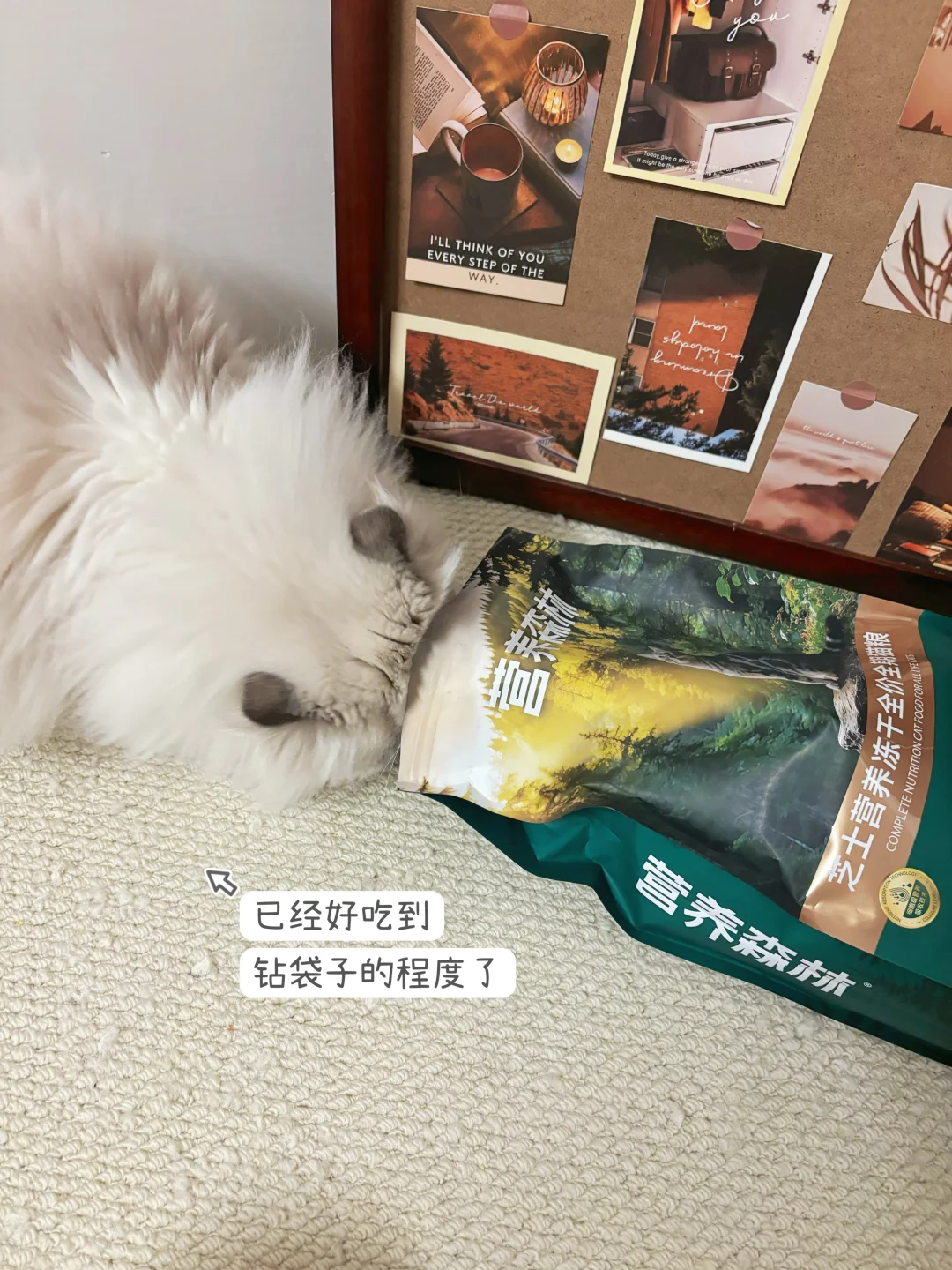 挑食小猫也扒口袋要猫豆吃🤣