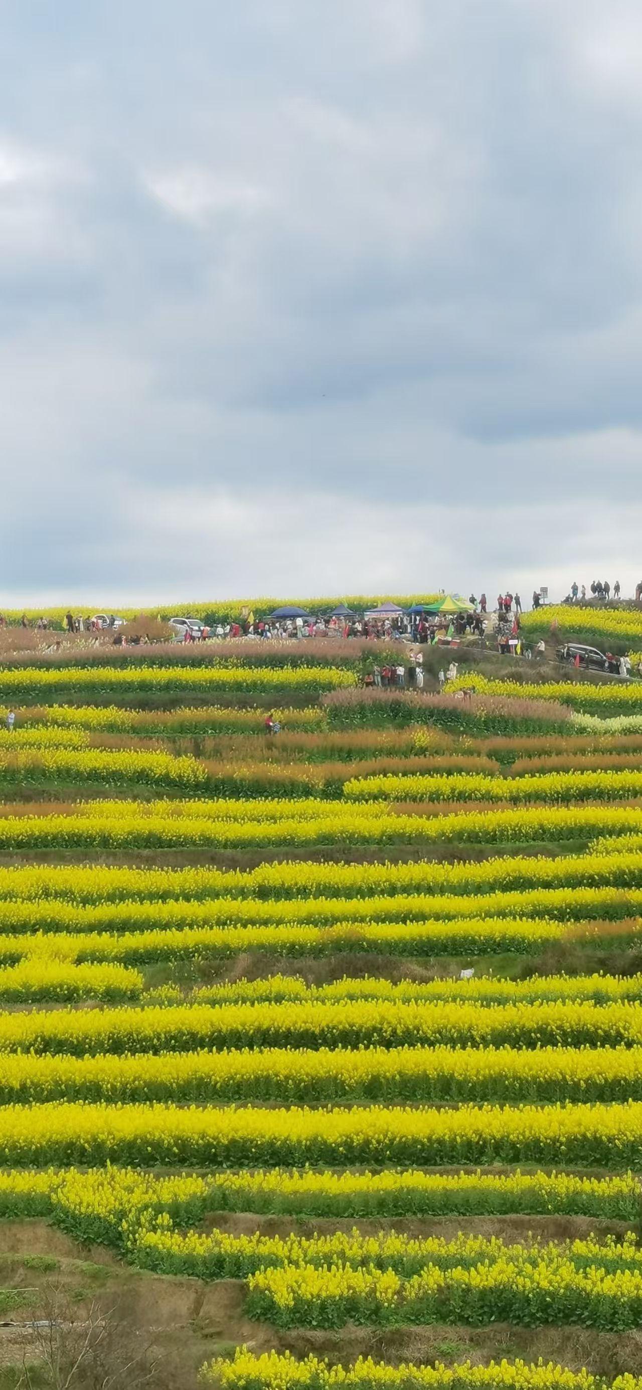 天南地北大拜年四川的油菜花开了