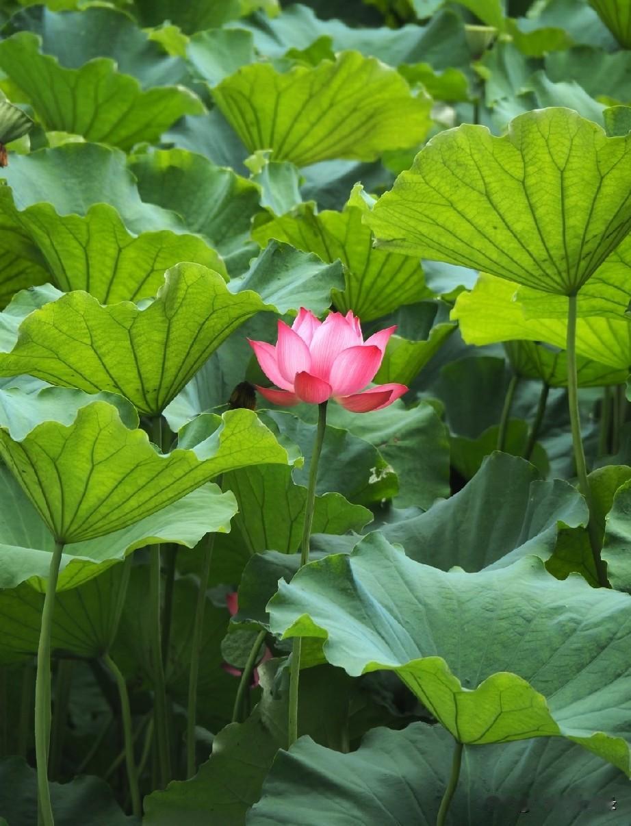 一池荷风，吹散暑热，也揉软了整个盛夏，这是独属于夏日的诗意与惬意。

躲在屋内靠