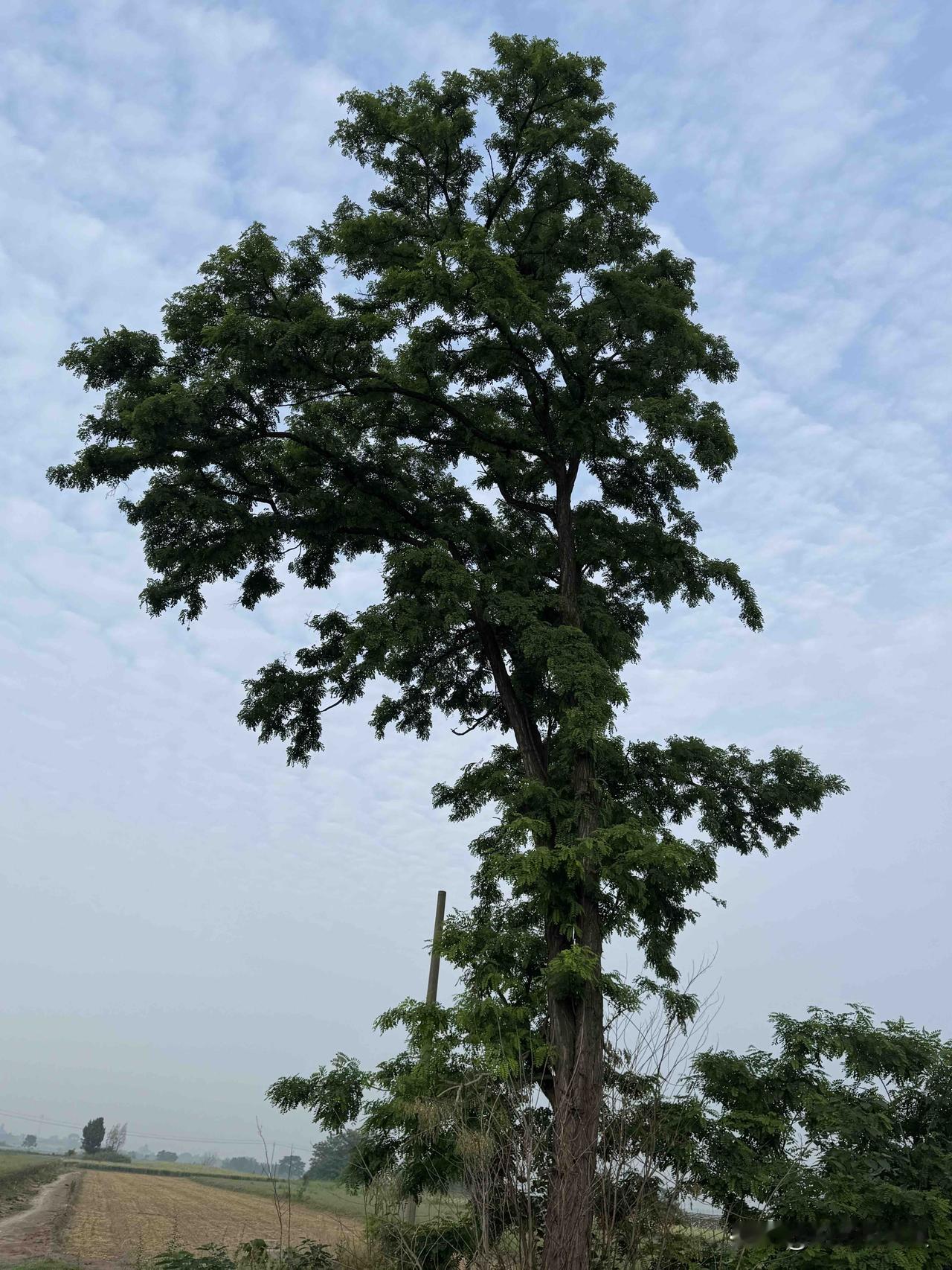 今天拍到一棵树，造型很别致。
很像黄山的迎客松。枝叶多的一边是向阳面。所以这边的