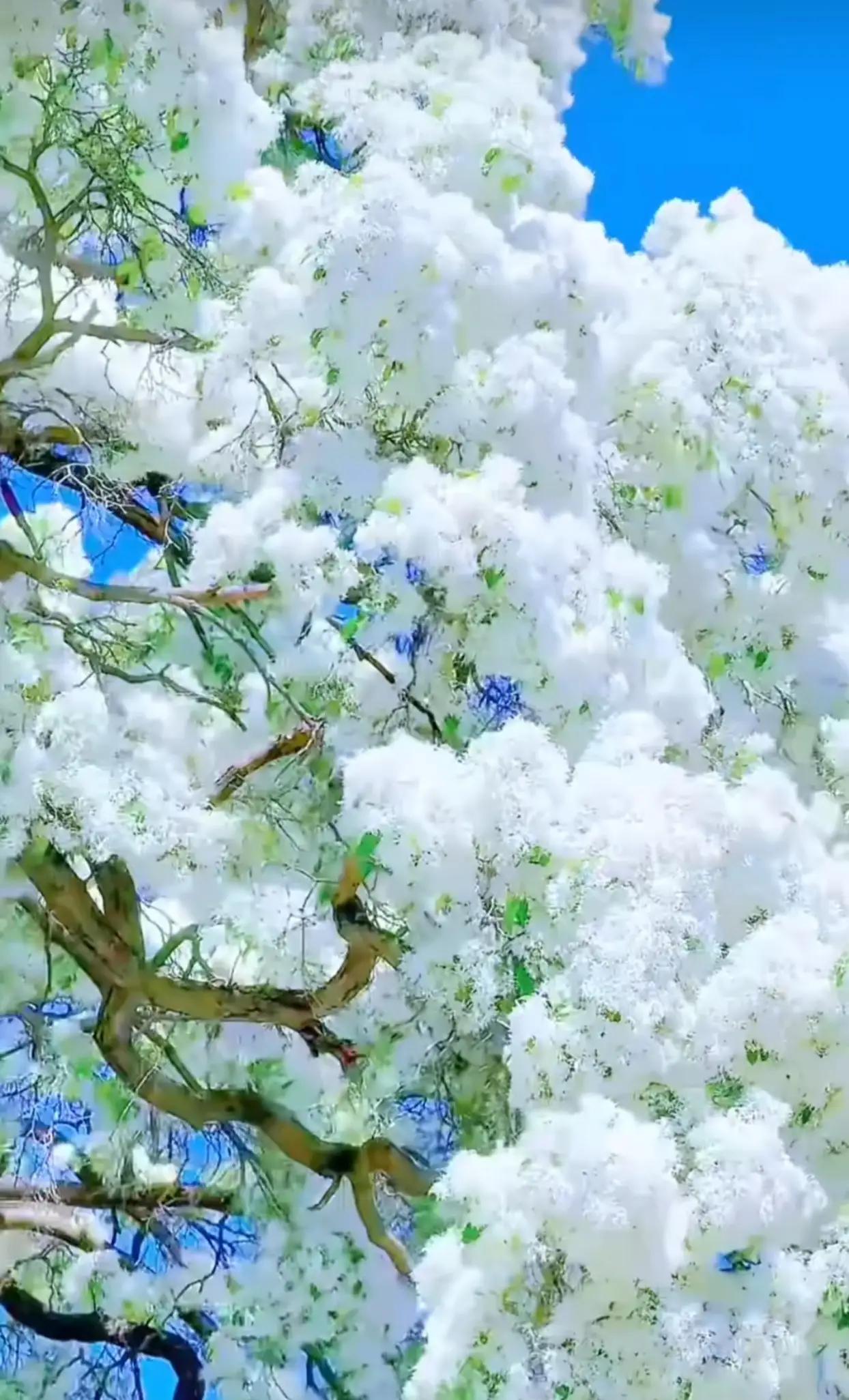 《七律•流苏》
作者：转转看到


一树花开装如雪，
万众投目香艳绝。
阅尽天涯