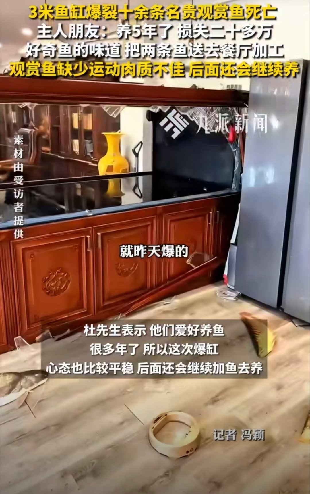 3米鱼缸爆裂11条观赏鱼死亡我的青春不散场大学生喜爱内容共创计划  看着真挺可惜