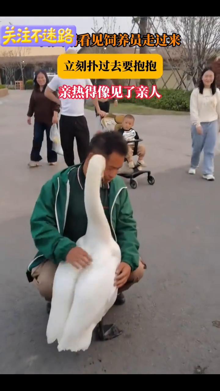 看见饲养员走过来立刻扑过去要抱抱，亲热得像见了亲人。
4月6日，河南郑州。