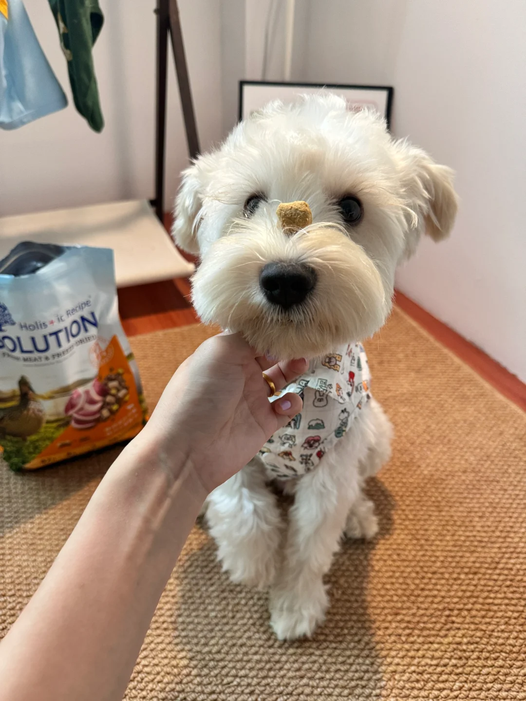 看了三天三夜狗粮决定双11买这个！
