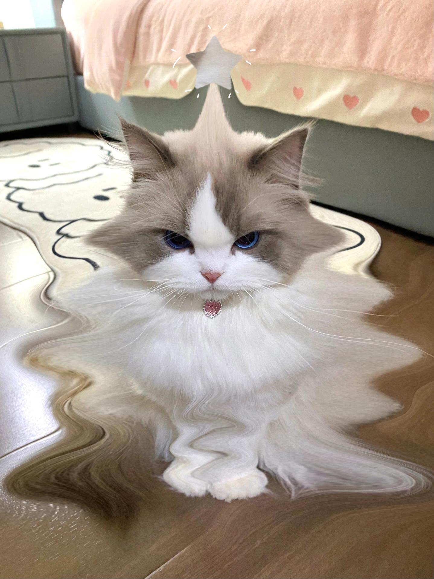 不是圣诞树买不起 而是咪树更有性价比。没给孩子买圣诞树都快急哭了！没事...