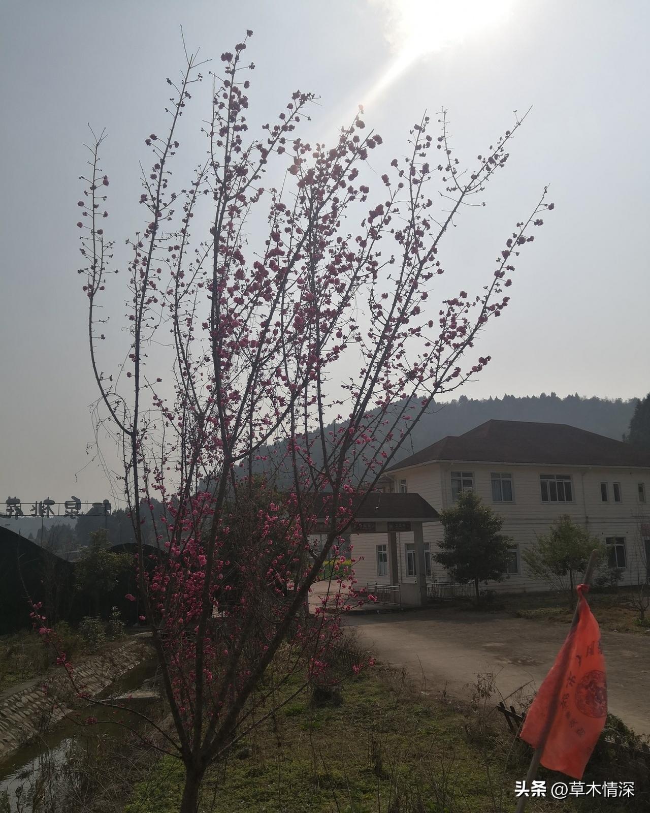 2026年2月5日下午，中江红泉桃花谷广场上发现，这个桃树已经开花了，2月的春天
