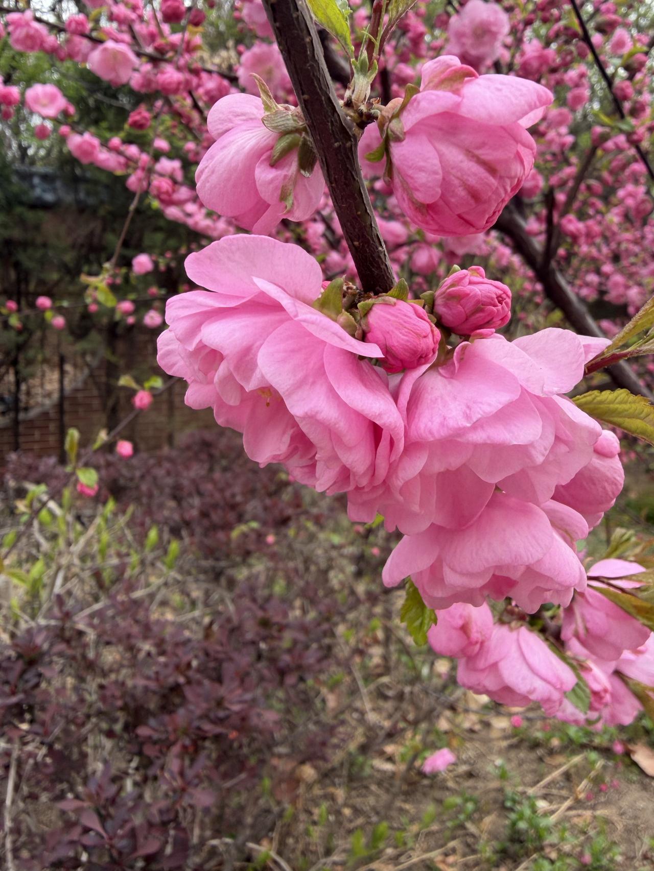 花团锦簇好个春，
春风化雨抖精神。
快快出门踏青去，
鸟语花香最开心。