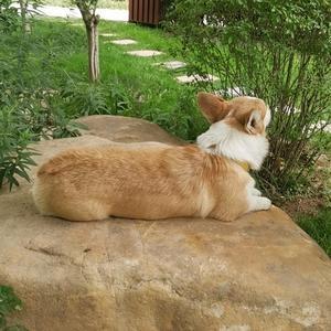 家有柯基塘大乖