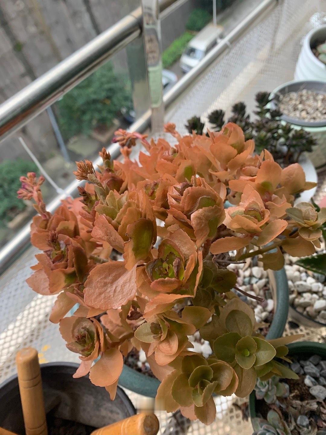 我的发财树 回家忘记拿进来了 给我冻死了[泪] ​​​