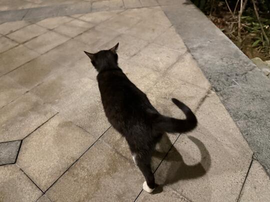翻垃圾桶的怀孕小黑猫 救助后续