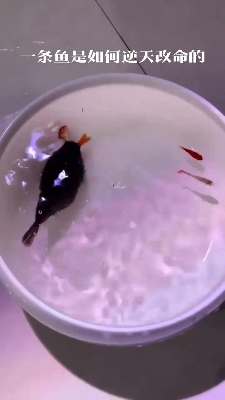 一条鱼是如何逆天改命的？