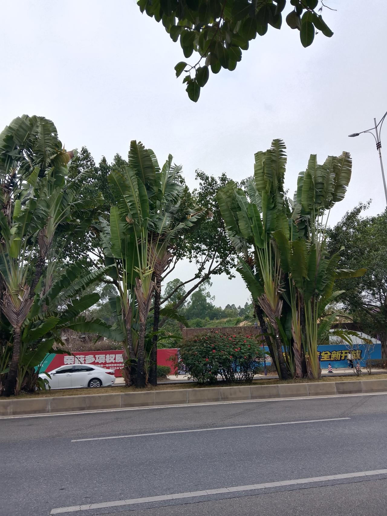 可以分享一张秋景树叶的的照片吗