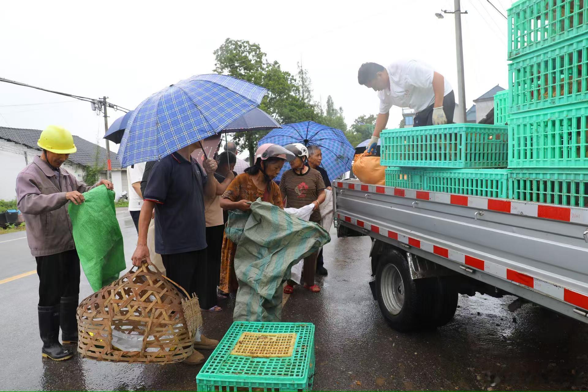 丽水松阳送鸡苗助农奔共富 共富路上办实事，小小鸡苗托起百姓增收梦。丽水松阳锚定低