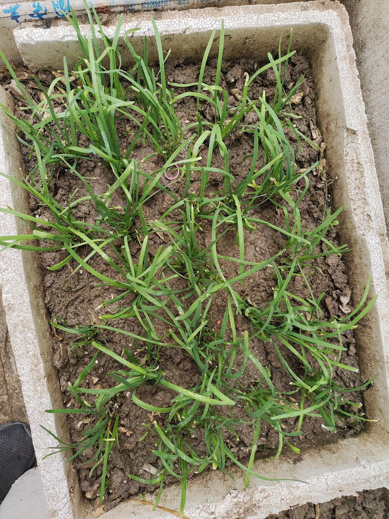 今天小雨
庭院里的角角落落种下的蔬菜，它不仅仅是快乐，也是自己种下的希望！