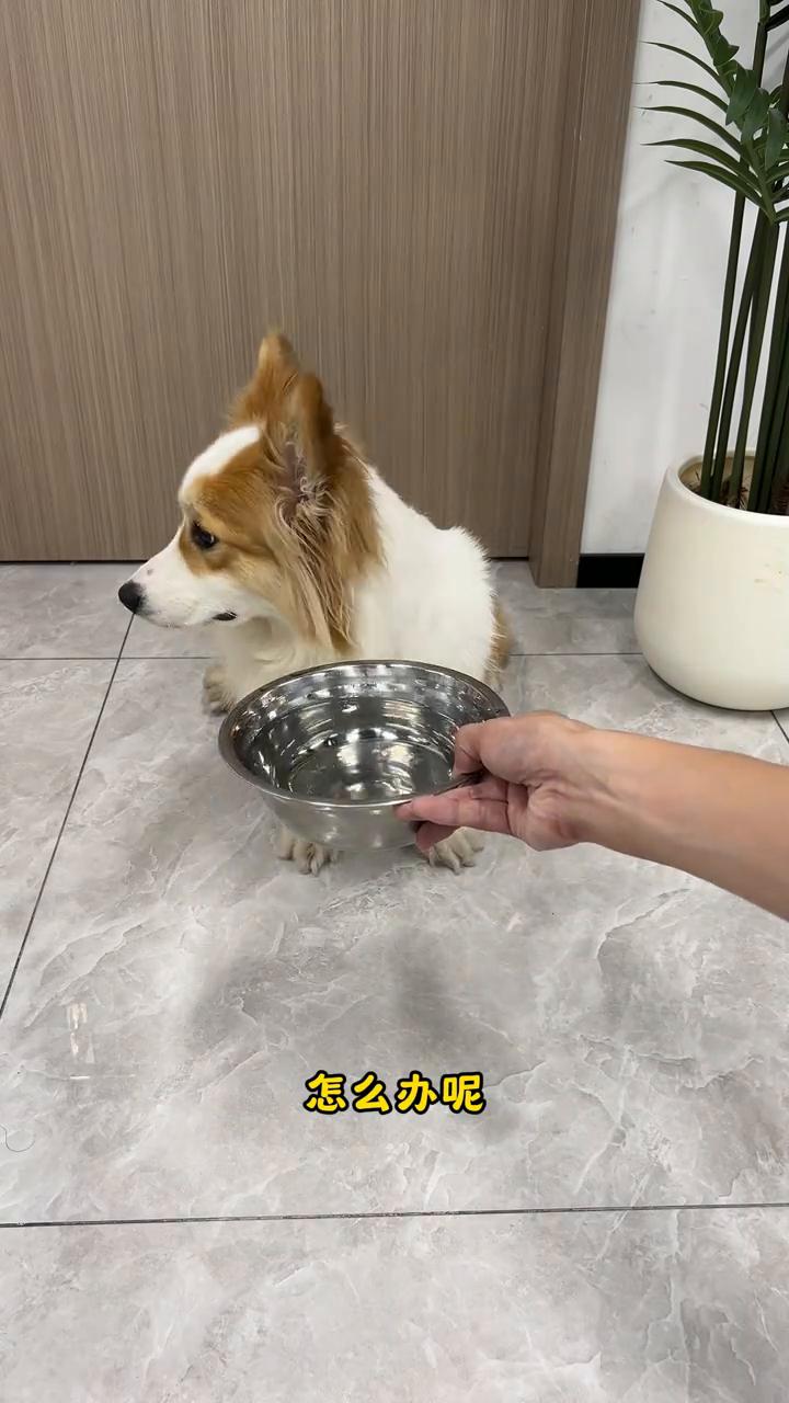 狗狗不喝水怎么办？
小妮最近小便有点带血，就这个样子。想了一下，小妮最近喝水有点