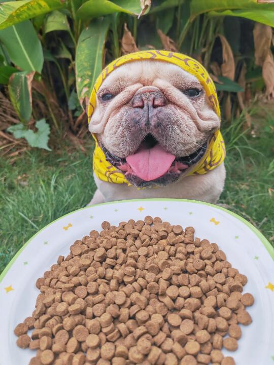 🐕暴风吸入的日常：这顿鸭肉梨太对味