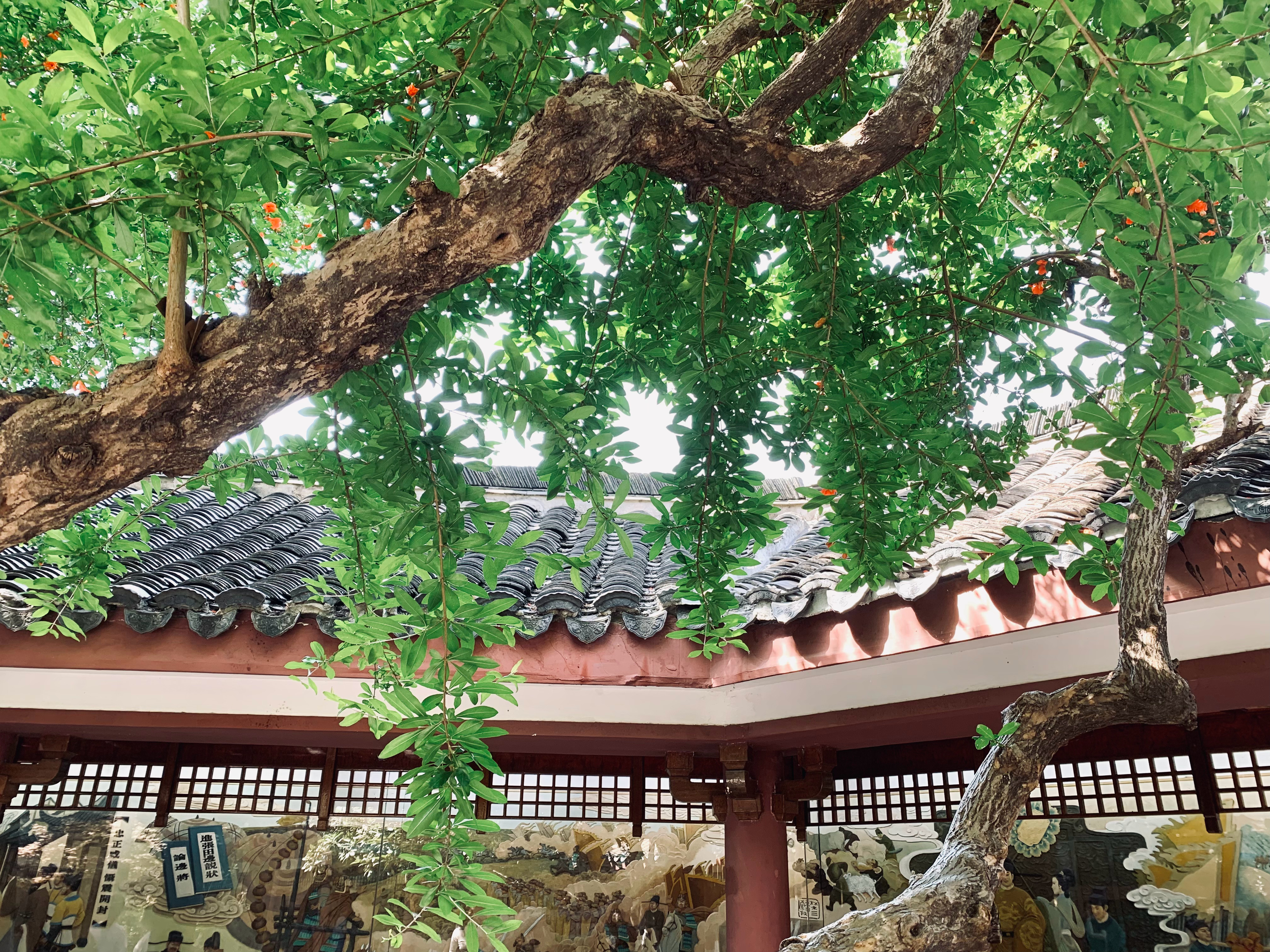 与热爱同框这么近那么美，五一到合肥[亲亲]五一随手拍  ​  ​​​  ​​​