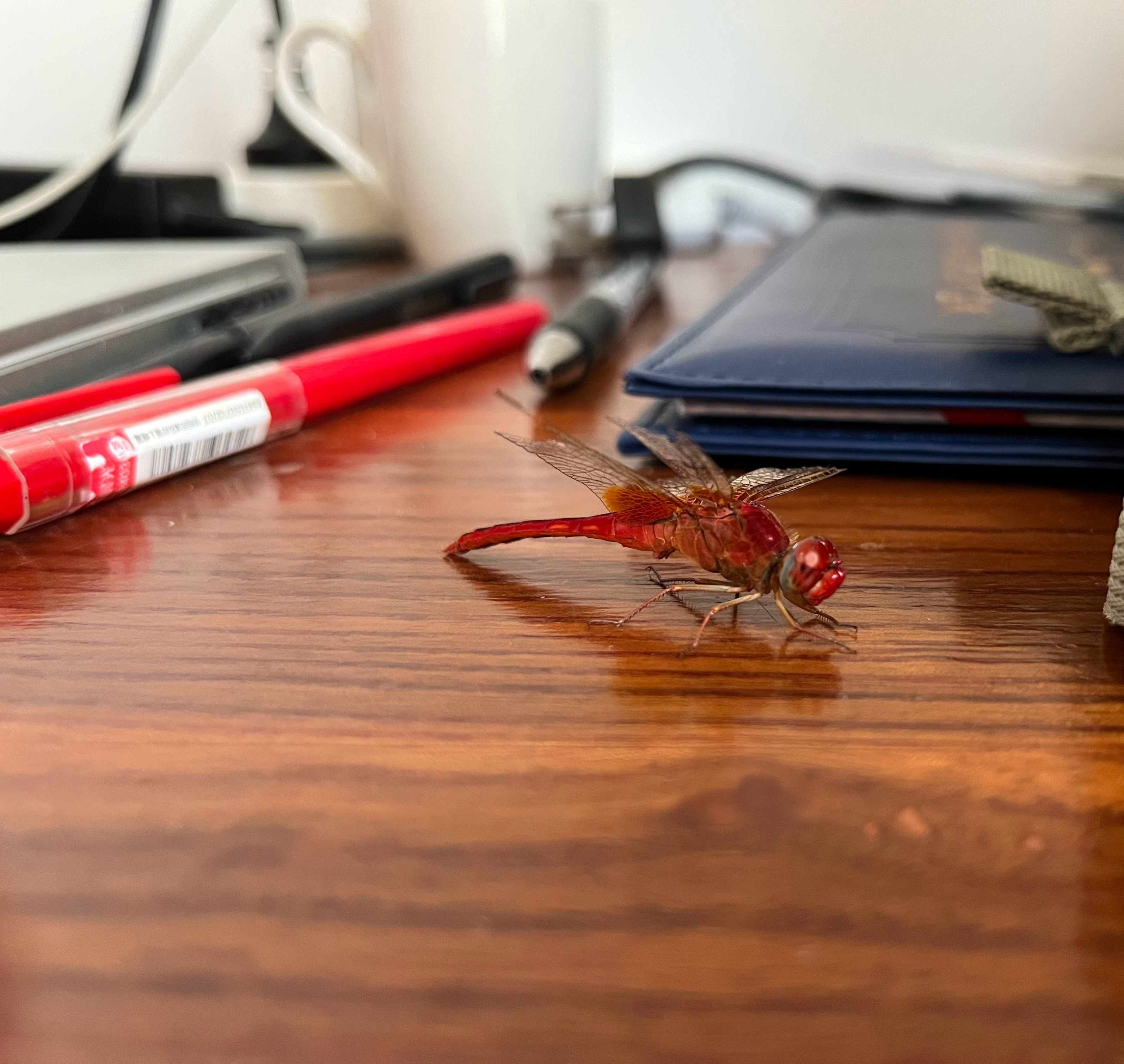 小时候在老家最难抓的就是红蜻蜓了，印象中只抓到过一只。今天在马路边捡到一只，不过