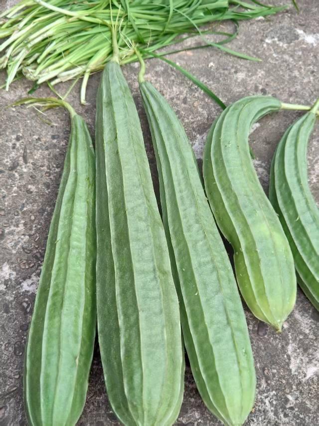 这是江西省的本地丝瓜，是我种的，就种了一粒籽，就结了5个丝瓜，但摘的时候太老了，