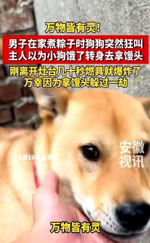6月19日，山东一男子在家煮粽子时，家里的大黄狗突然狂叫不止。
那根用了好几年的