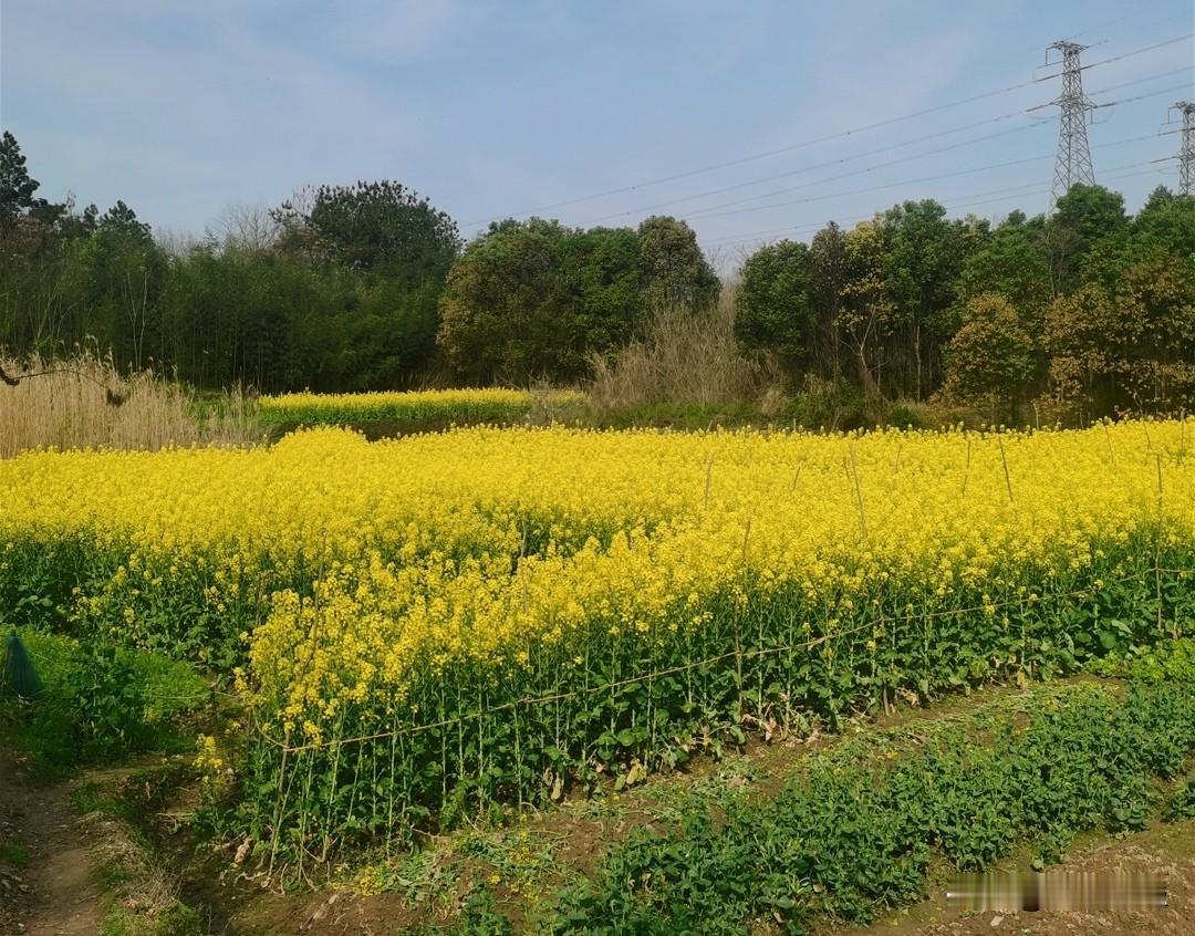 在头条找不到方向了，一片迷茫，7万多粉丝，近8万收益，食之无味，弃之可惜。

现