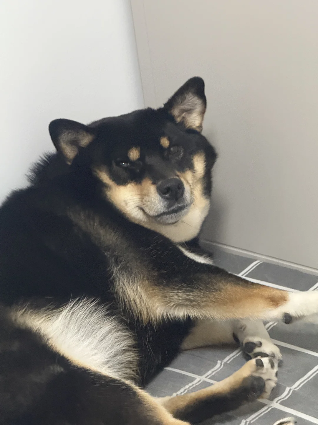 求胖狗减肥教程