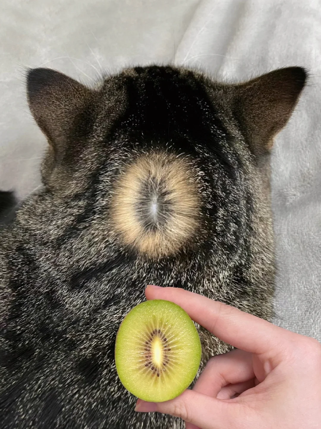 不会还有人不知道猫猫可以产出猕猴桃吧🥝