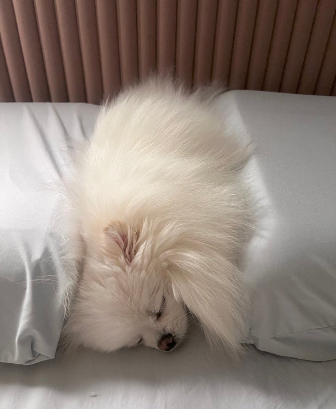 填空小狗睡前一萌 你们的小狗也喜欢这么睡吗？ 