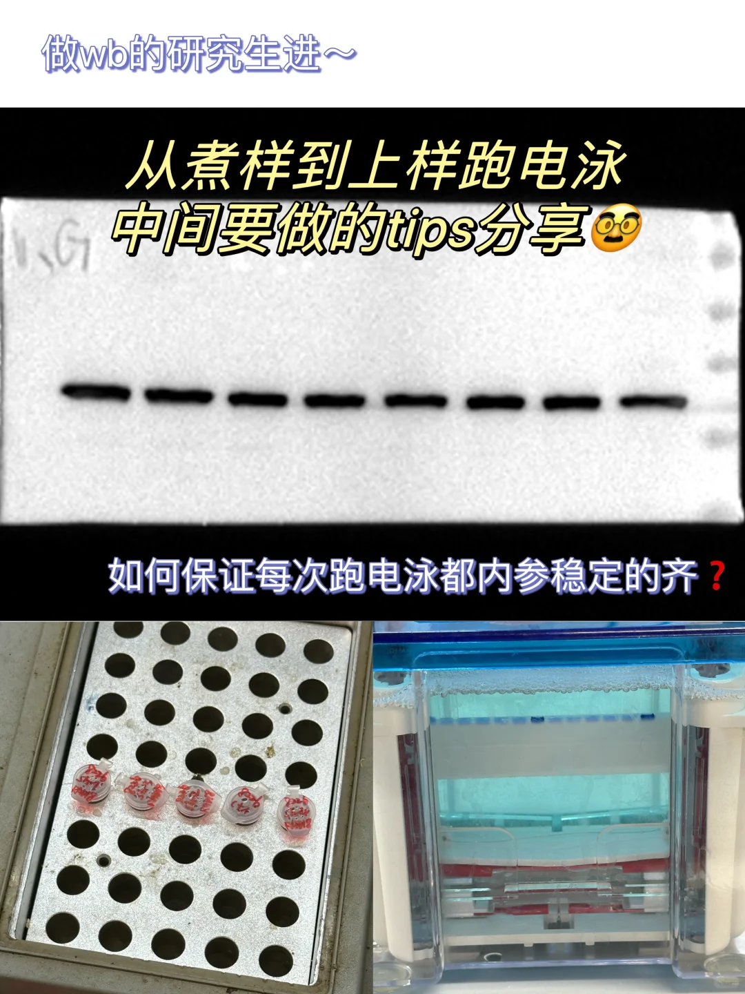 如何保证每次跑电泳内参都是齐的❓