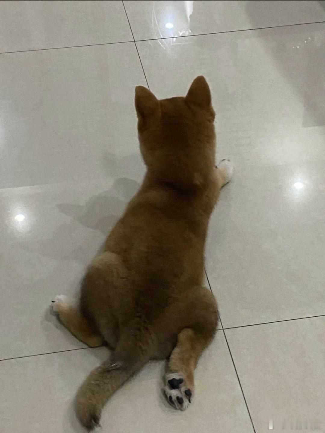 #在狗的身上看到猫的偷感#像猫的狗会不会抓耗子，如果会那就是狗拿耗子了。[哈哈]