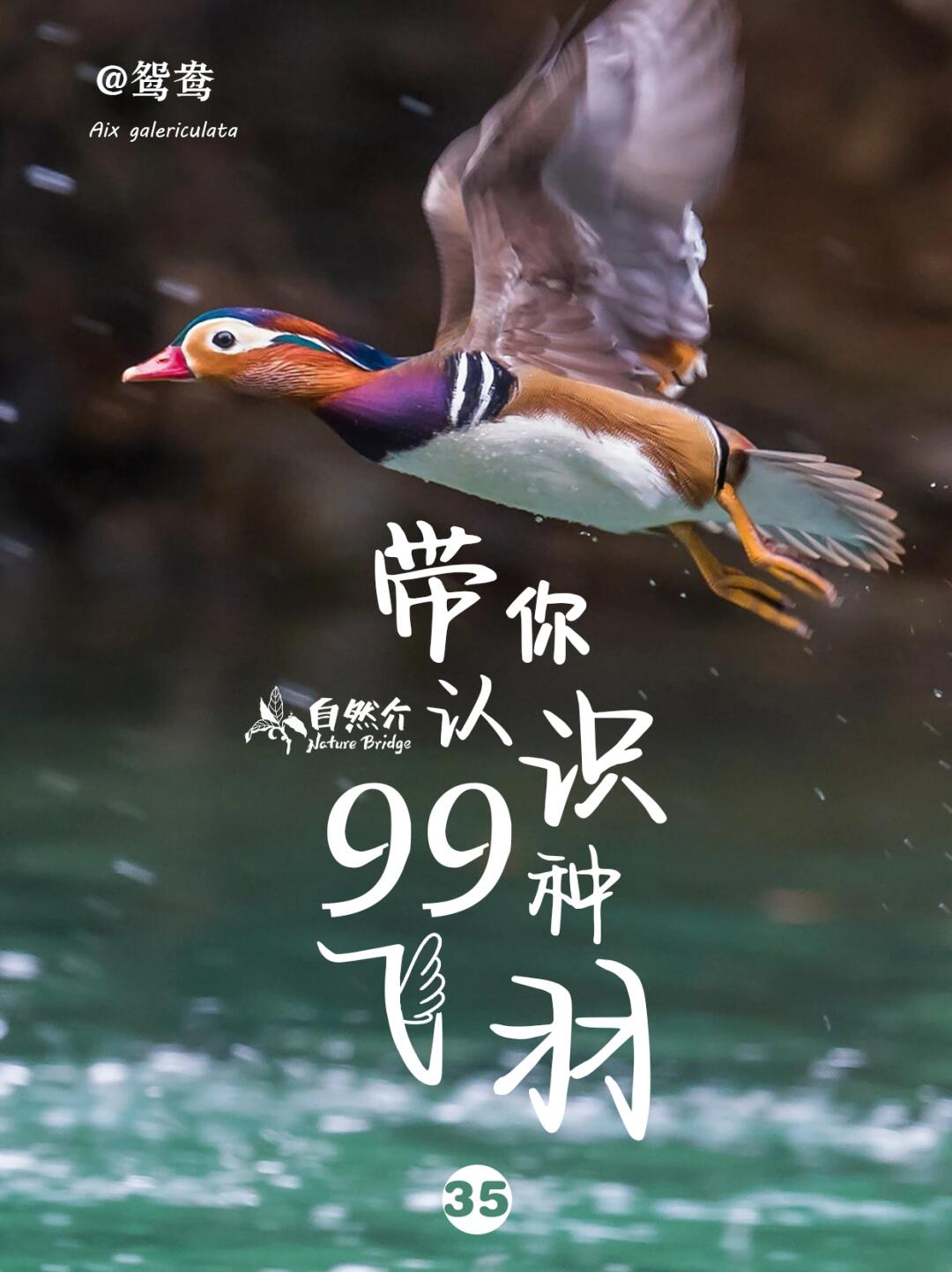 带你认识99种飞羽