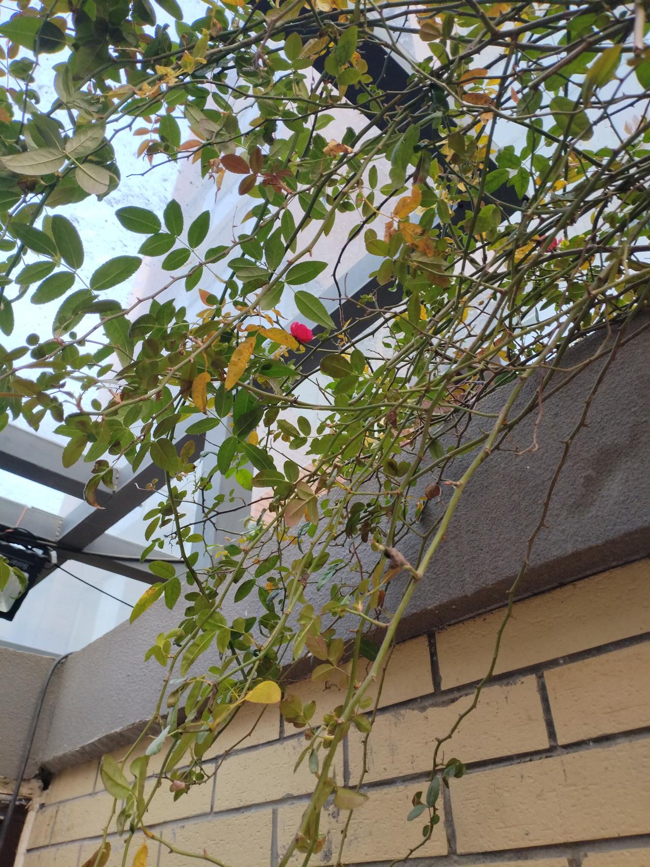 被打还手=互殴？彻底翻篇！2026新规落地，正当防卫撑腰，再也不用忍气吞声！
谁