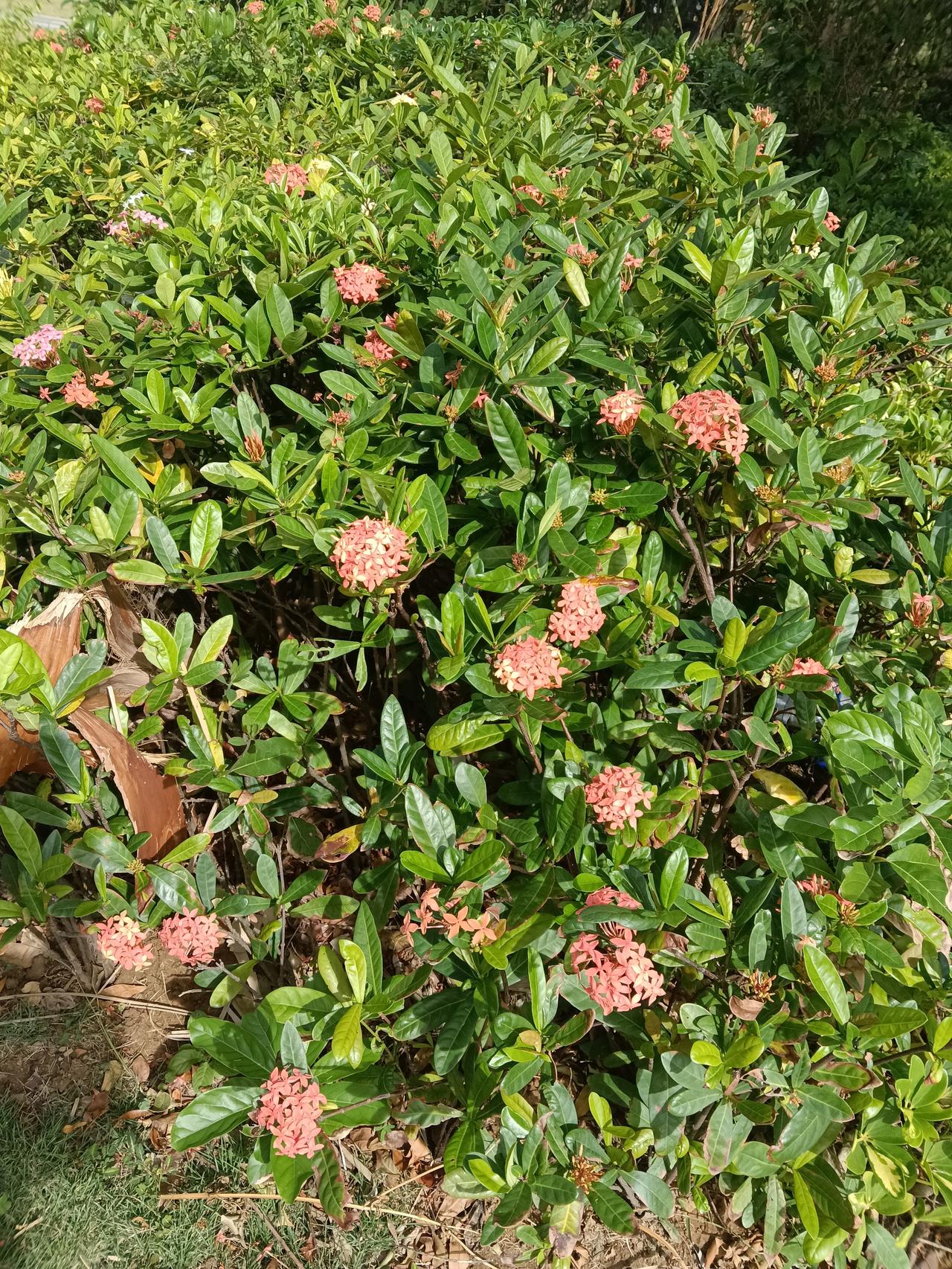 可以分享一张秋景树叶的的照片吗