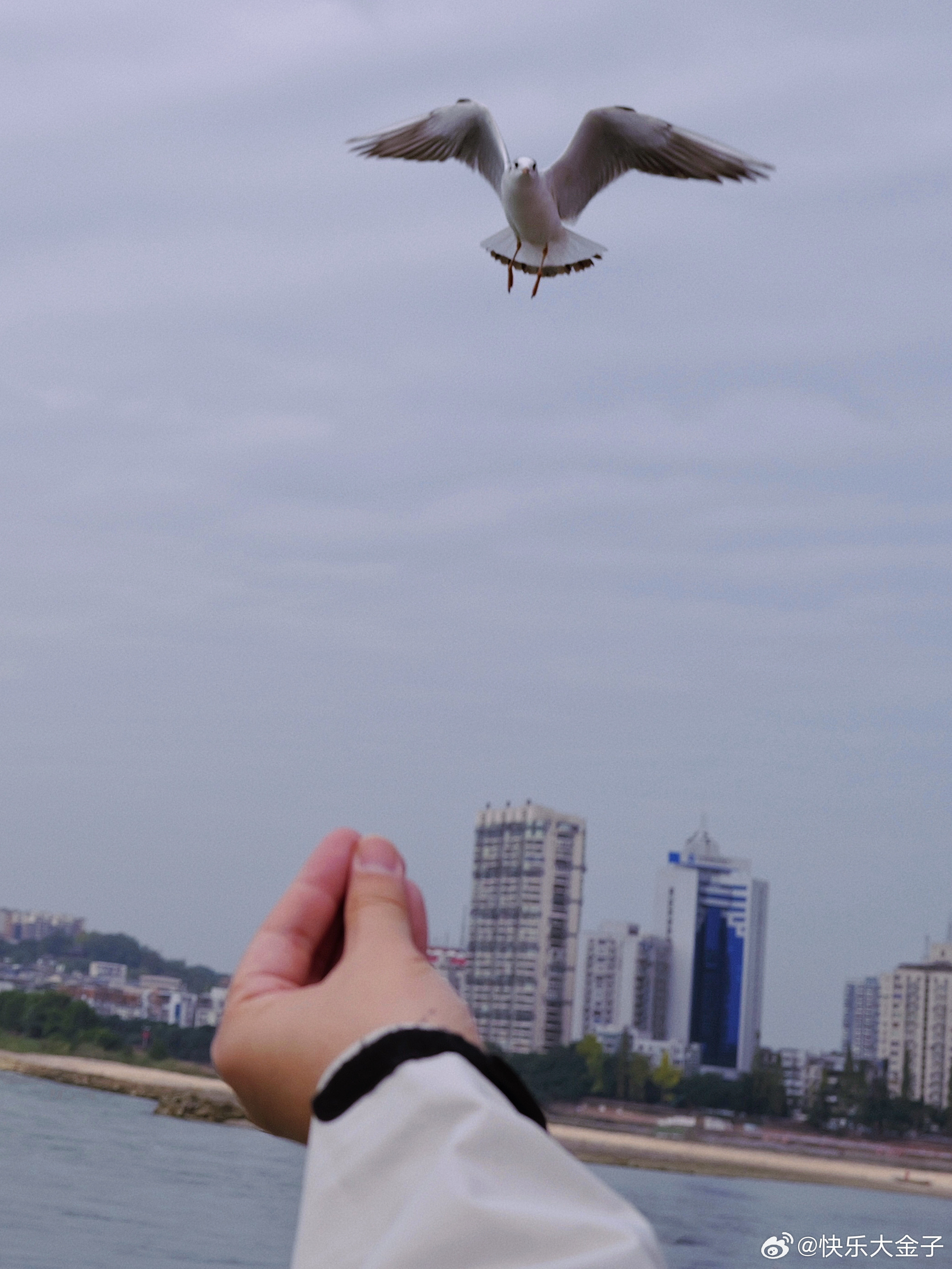 对了，去乐山那天坐轮渡，我手里没吃的愣骗海鸥[柯基]大金子状态电竞大金子[超话]