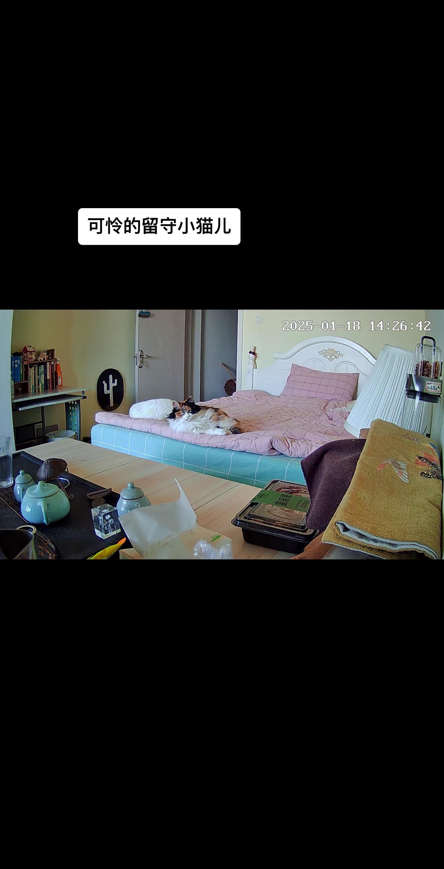 我问我妈还有几天过年，我妈问我是不是着急回去，想我的猫了，我说没有就是...