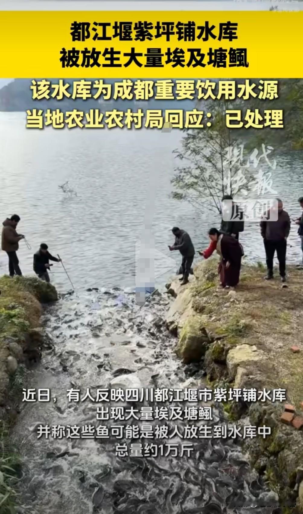 这真是害人不浅啊，近日有人反映，都江堰一水库被放生大量埃及塘鲺，这可是未来物种啊