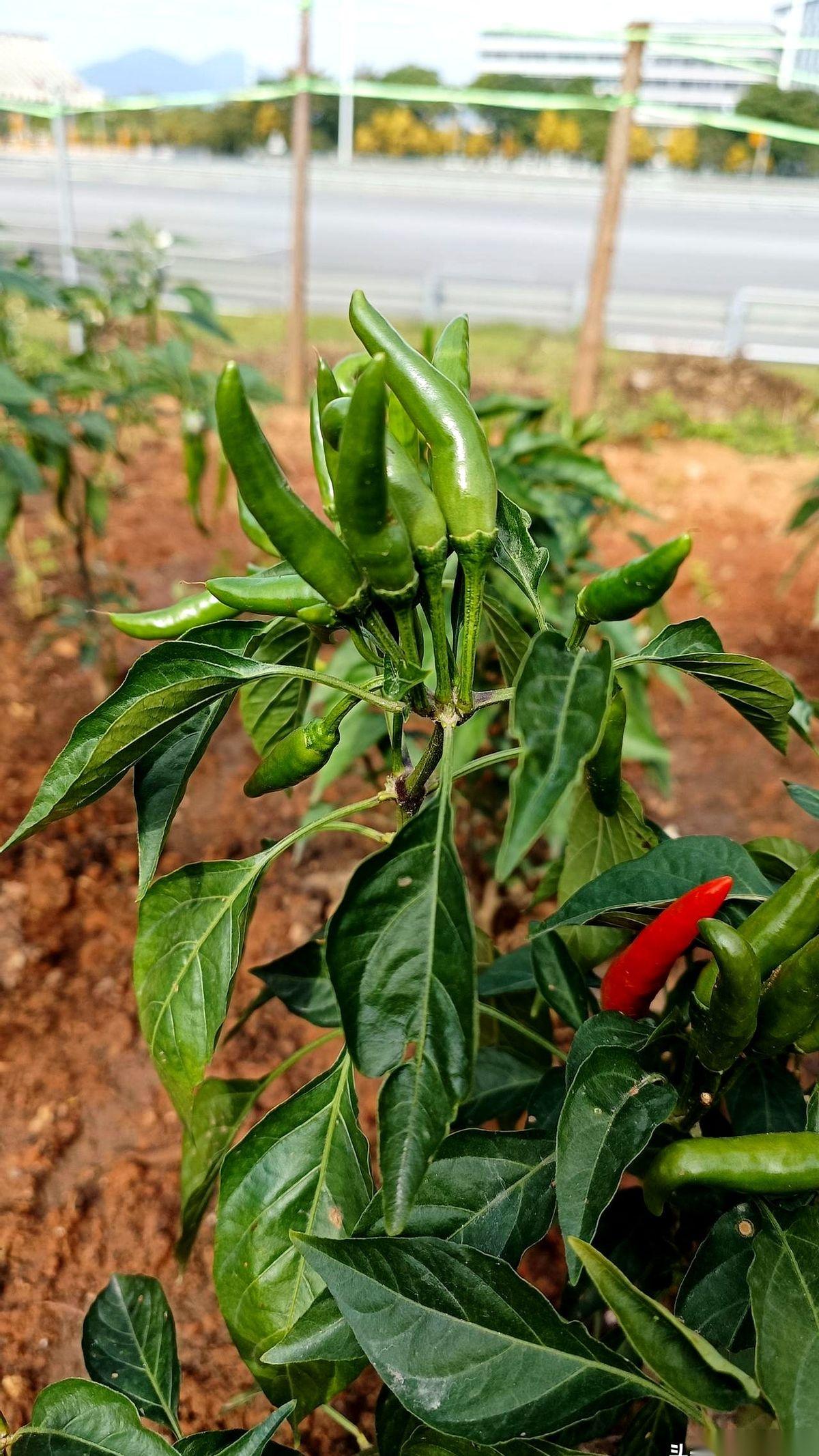 三姨一直以为自己只是胆结石，我们全家都这么哄着。那阵子她精神头特别好，还能坐在院