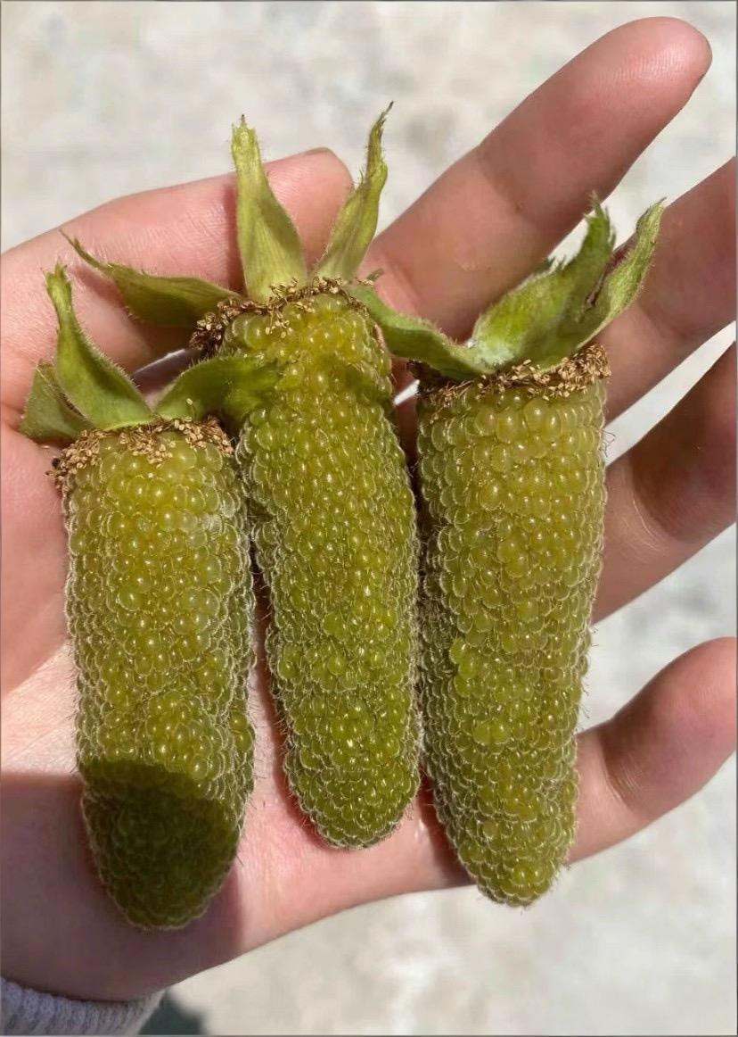 这是什么鬼东西