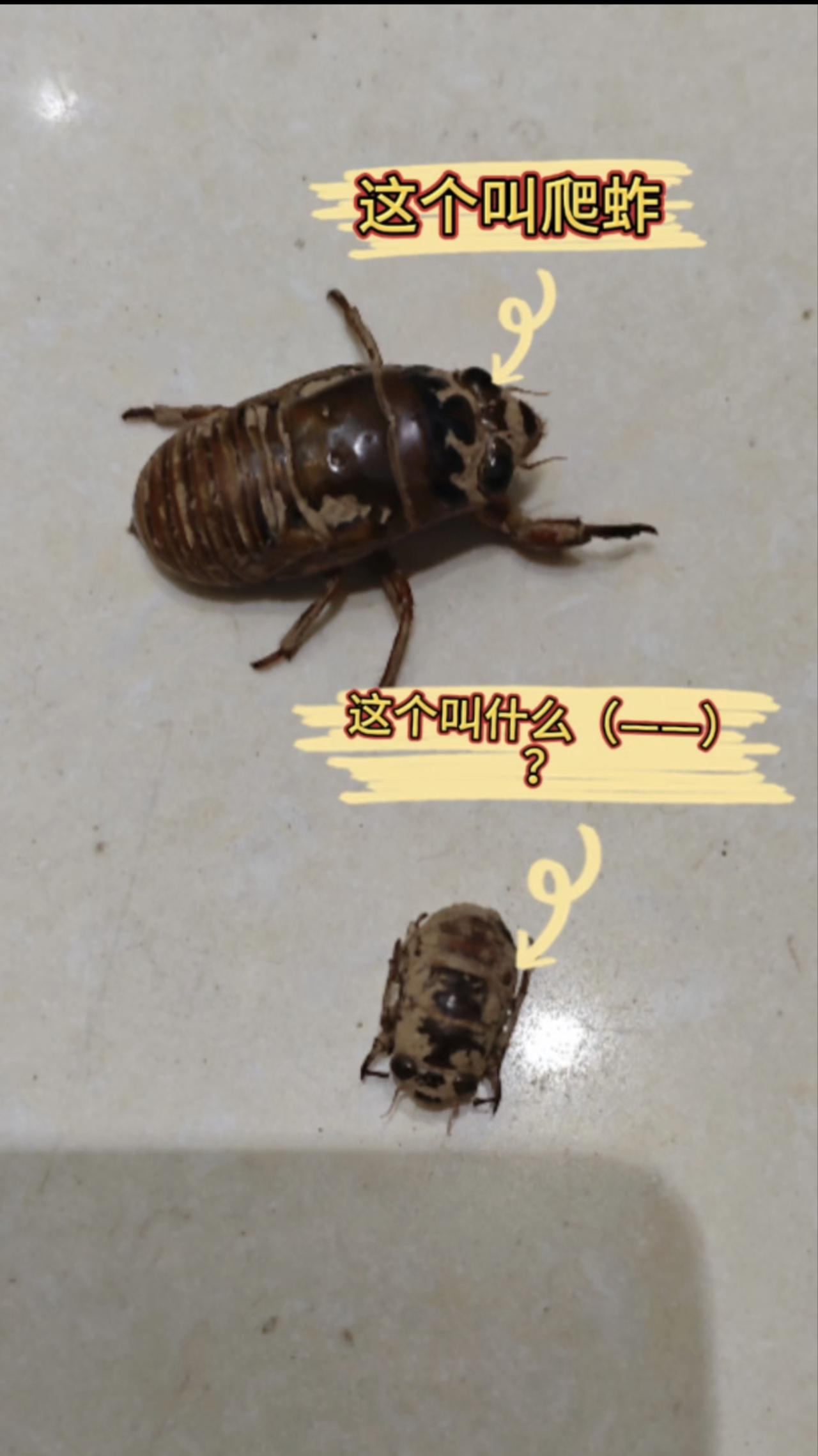这个小的叫什么？分享一张你最近随拍的照片