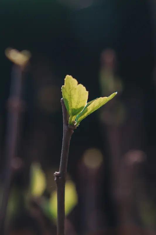 路边草丛里，顶着露珠的小嫩芽倔强冒头，那是生命蓬勃的力量，让人瞬间充满希望。风也