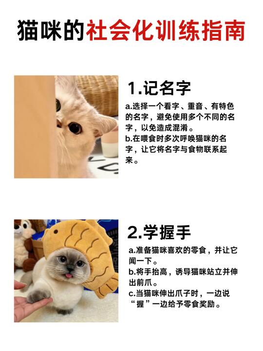 猫咪社会化训练指南，新手铲屎官快get