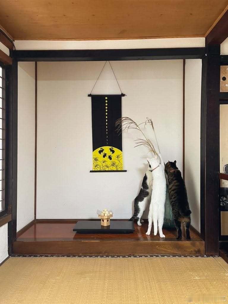【 猫咪们的赏月🌕 】 ​​​