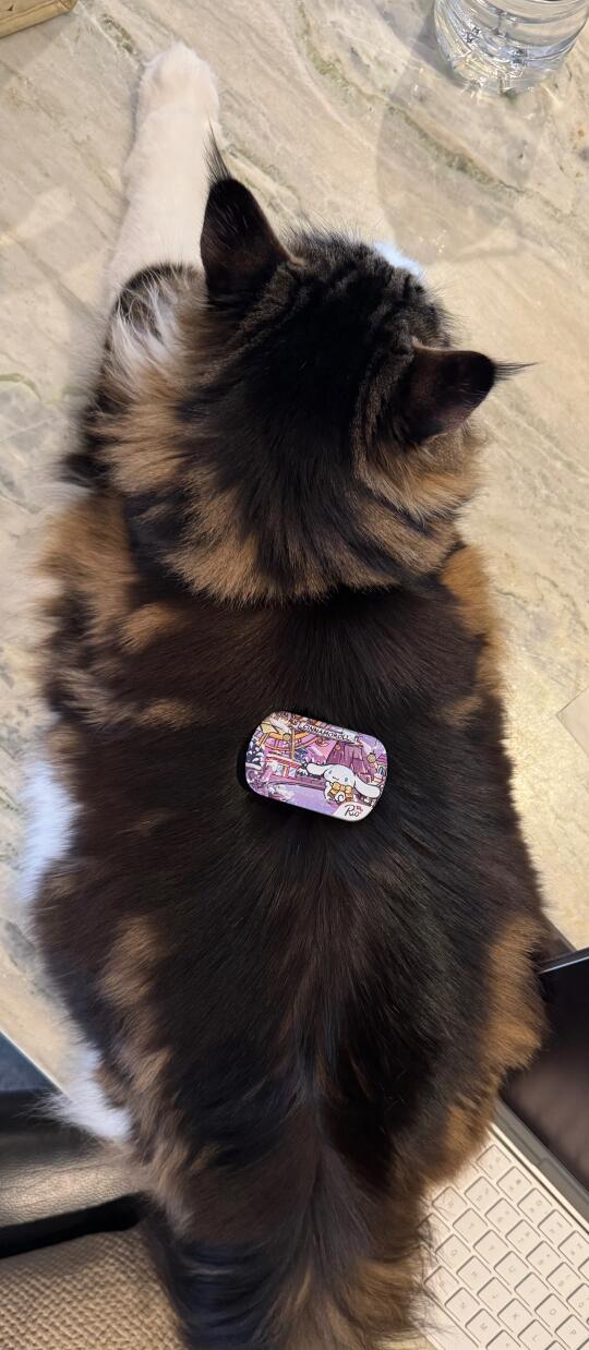猫之大