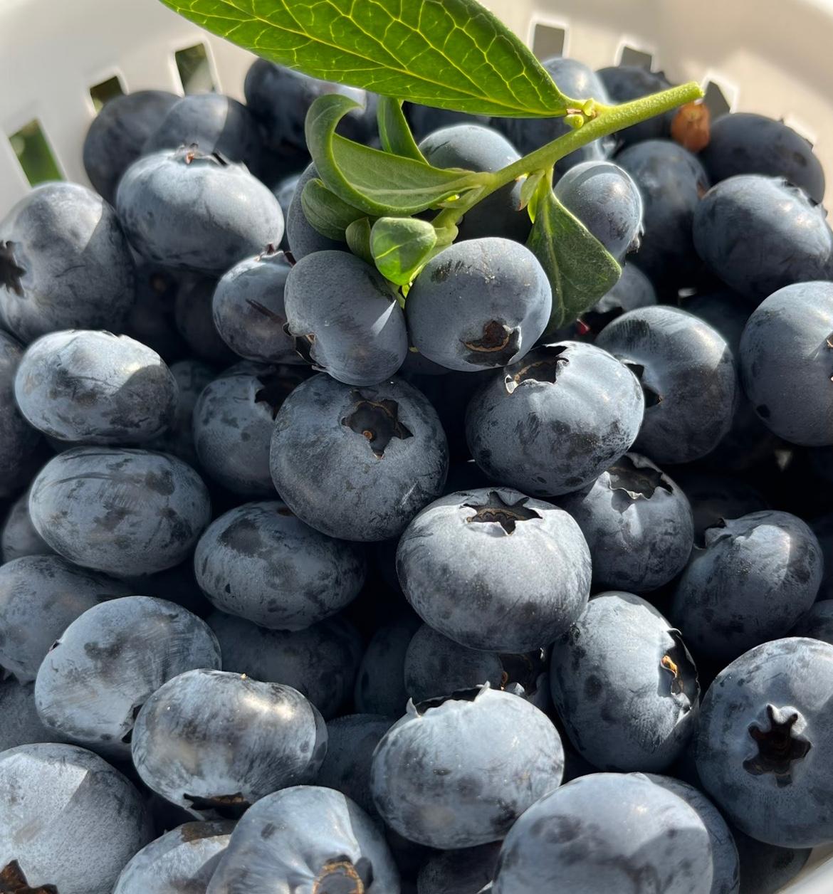 穷人就不配吃蓝莓吗？
今天一大早就和老公吵了一架，不为别的就是因为我想买点蓝莓给