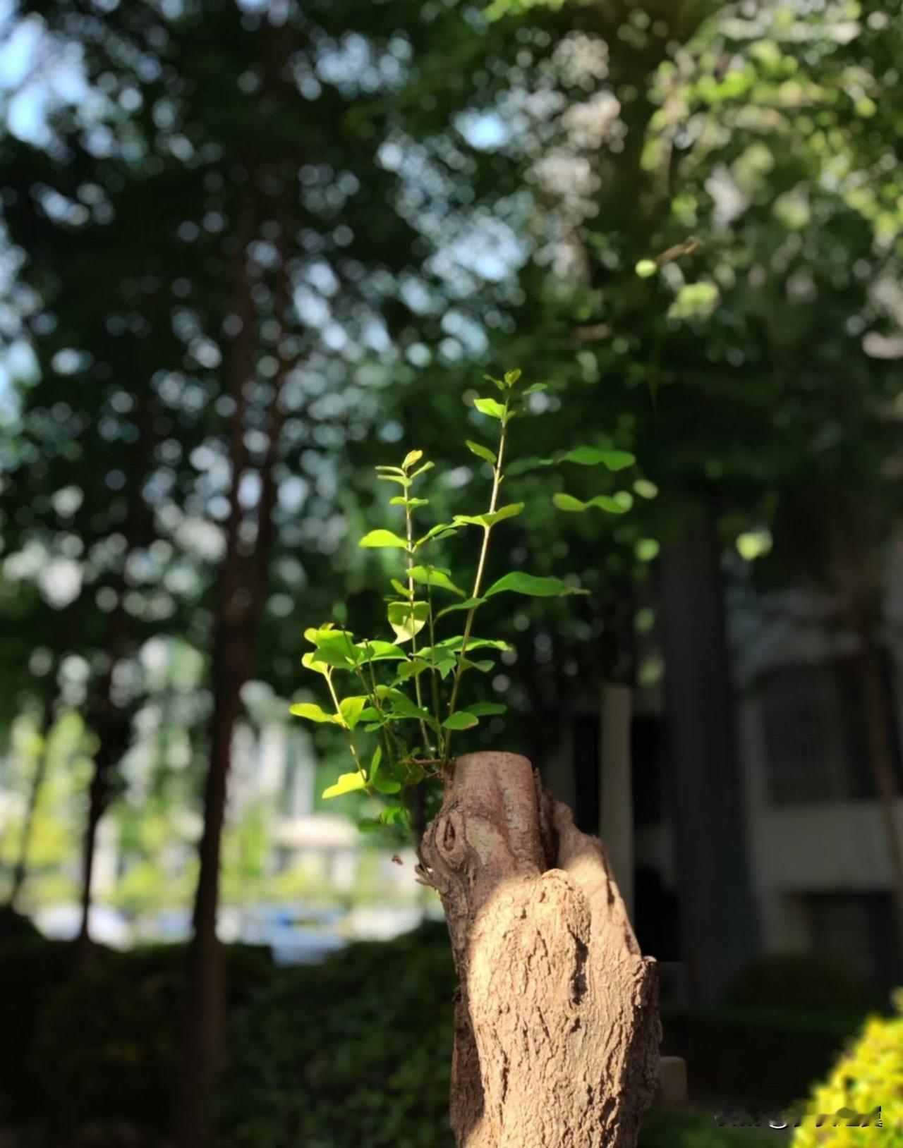 背叛后的感情还能重圆吗?
【小对联】
上：……？
下：时光倒流。
