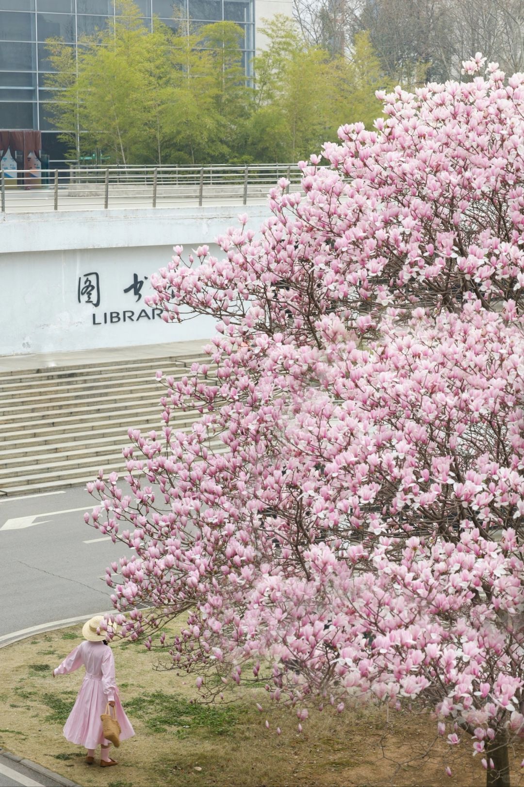 我宣布华农才是玉兰天花板❗️不接受反驳